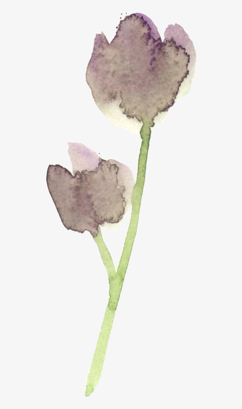 Every Time I Read An Article Anything Relating To A - Snow Crocus, transparent png #871071