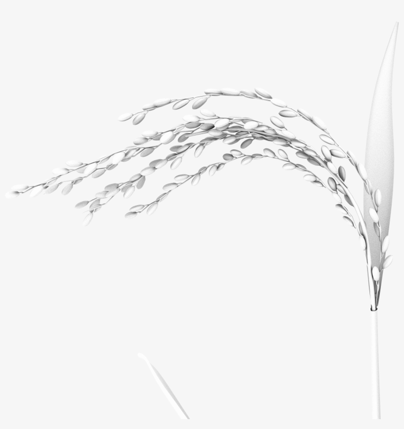 131 Oryza 02 Lit - Sketch, transparent png #871257