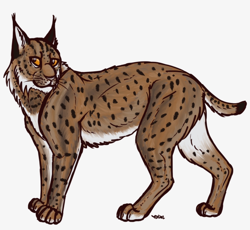 Lynx Transparent - Canadian Lynx Clipart, transparent png #872034