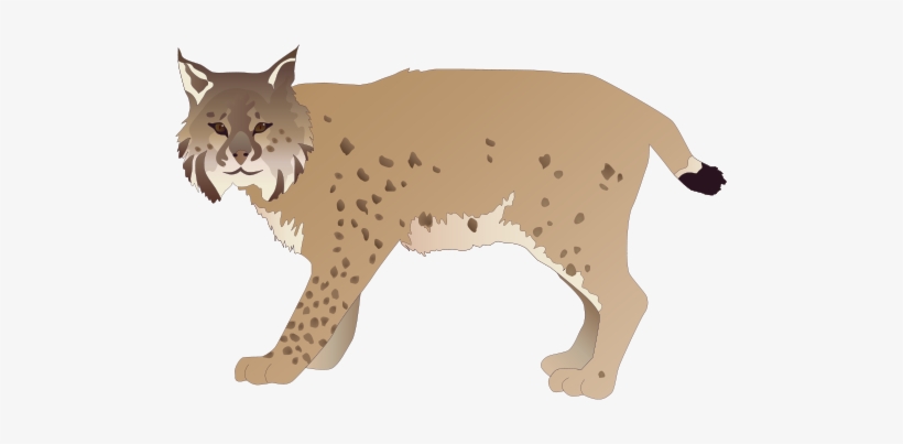 Lynx Png Cliparts - Canadian Lynx Transparent Background, transparent png #872051