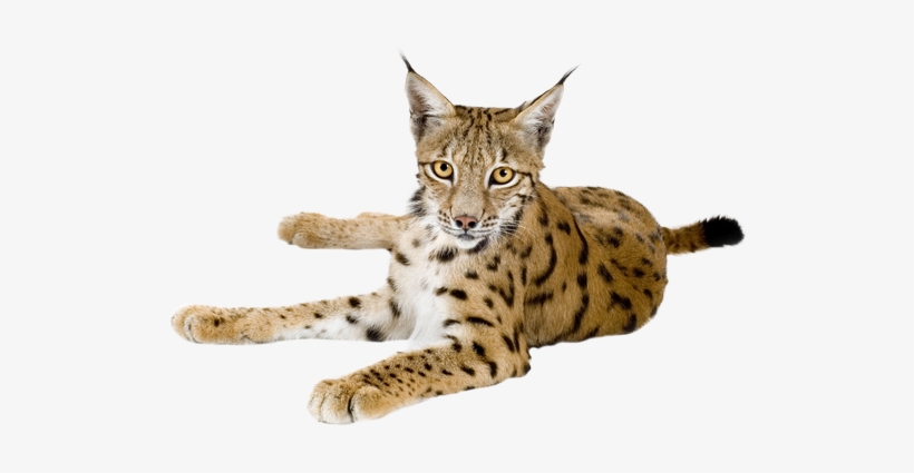 Lynx Png, transparent png #872057