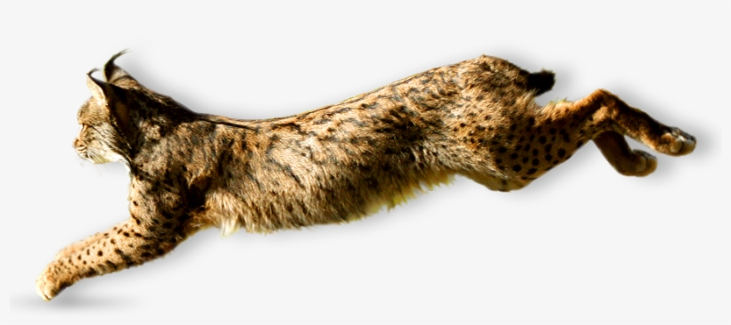 Apart From Raising Awareness For The Terrible Drop - Eurasian Lynx, transparent png #872128
