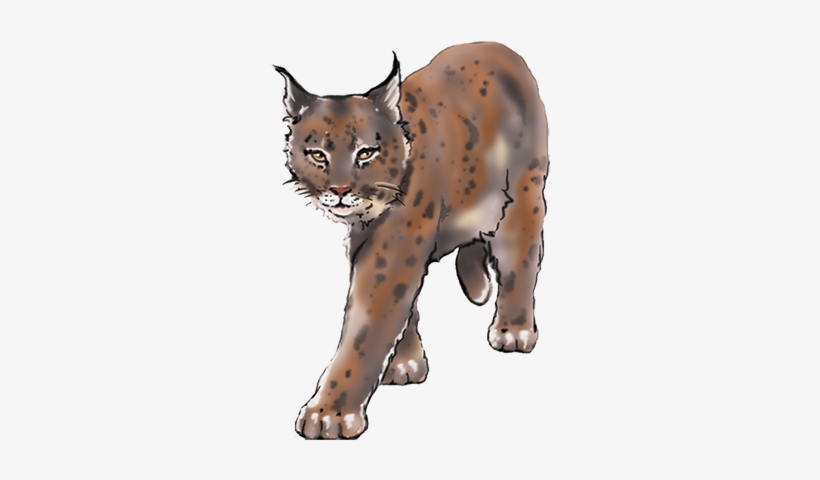 Lynx - Jaguar, transparent png #872947