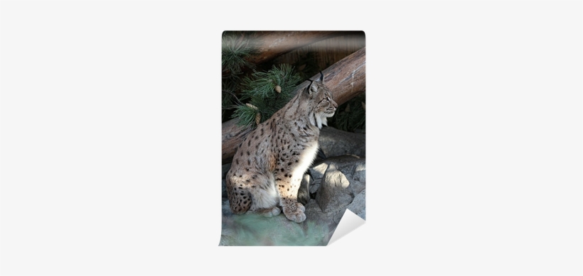 Eurasian Lynx, transparent png #873240