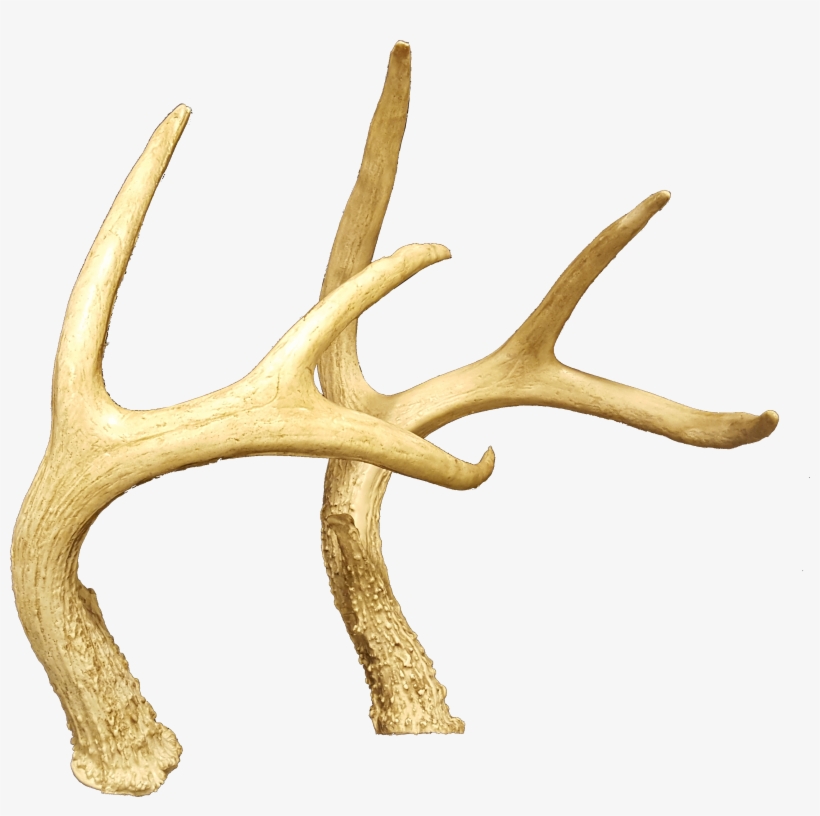 Horns,deer Antler, transparent png #873605