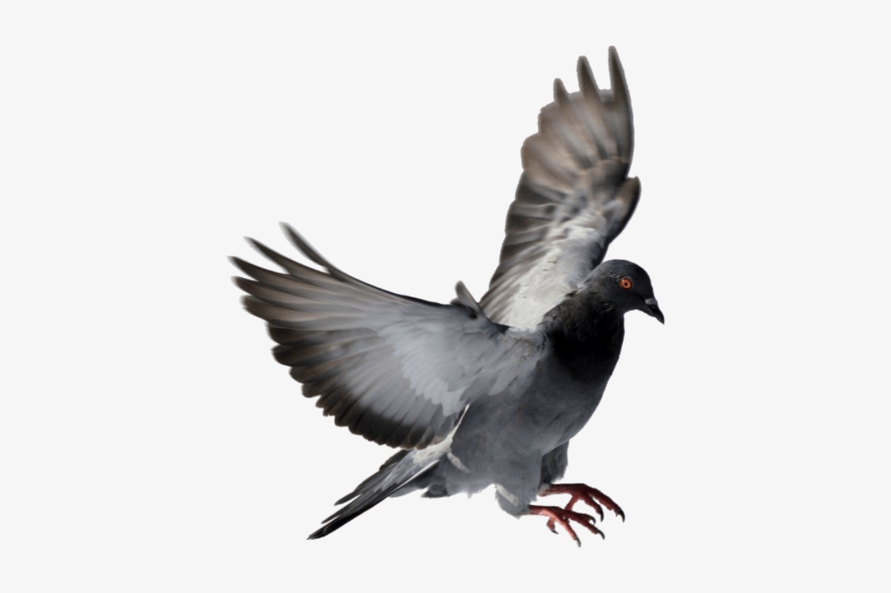 Bird Spikes Installation Service - Typical Pigeons, transparent png #874729