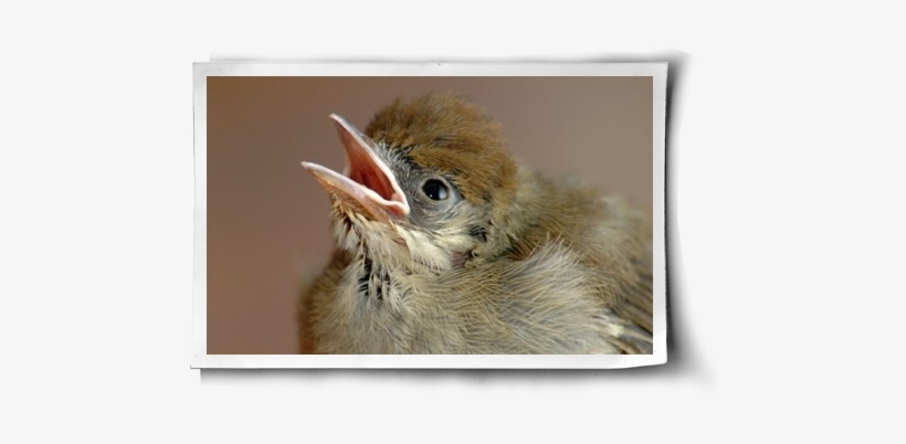 A Second Chance Post Image - Phoenix, transparent png #874934