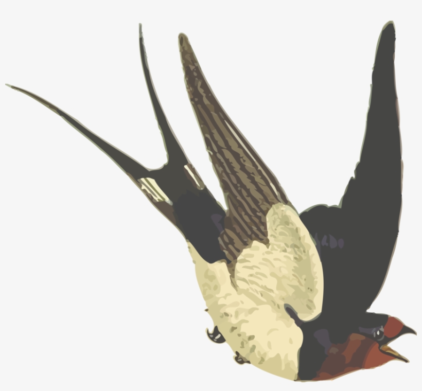 Barn Swallow Bird Drawing Scissor-tailed Flycatcher - Dawda Jobarteh Transitional Times, transparent png #875462