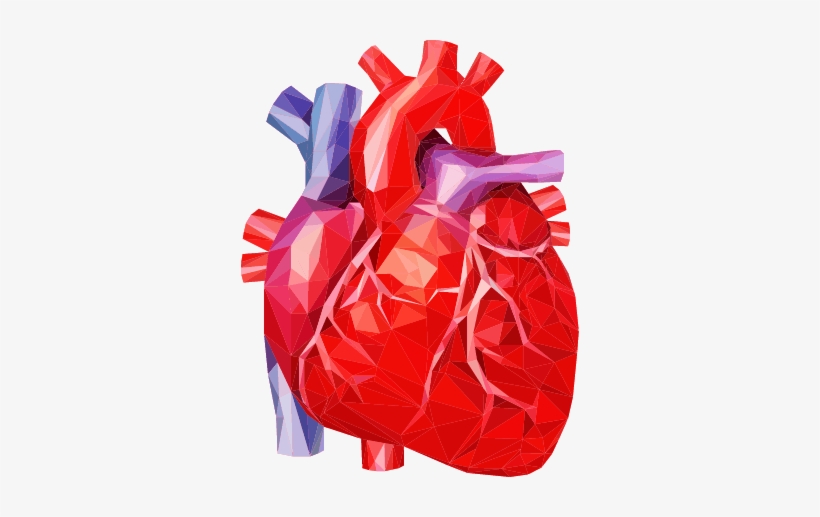 photo Human Heart Png Real congenitial heart failure human heart