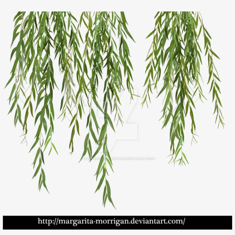 Branches By Margarita Morrigan - Willow Tree Leaves Png, transparent png #879182