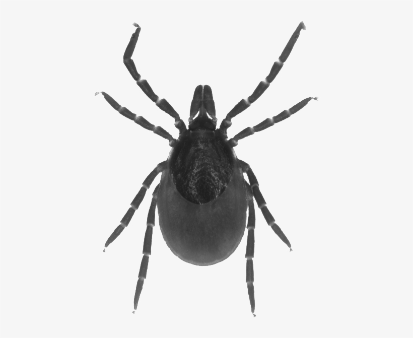 Online Programme - Tarantula, transparent png #8700321