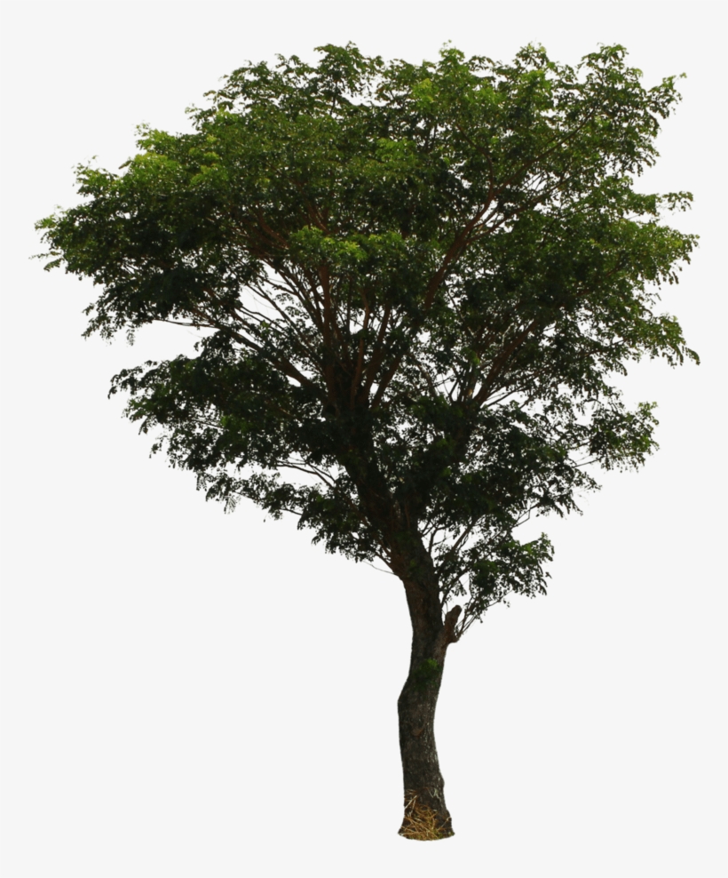 Photoshop Pine Trees Transparent - Deviantart Tree Png, transparent png #8702015
