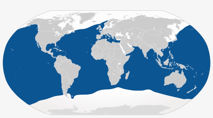 Great White - Do Blue Sharks Live, transparent png #8704060