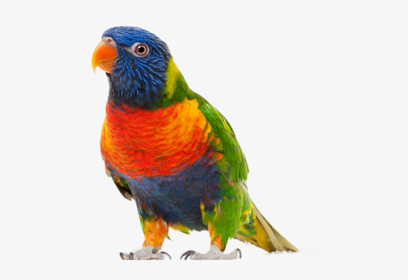 Parrot Png Free Download - Parrot Bird Transparent Background, transparent png #8705132