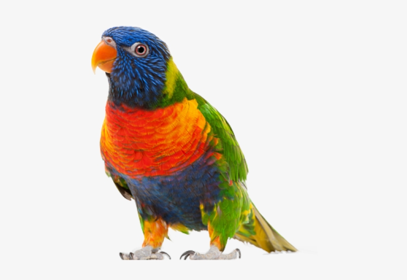 Parrot Png Free Download - Parrot Bird Transparent Background - Free ...