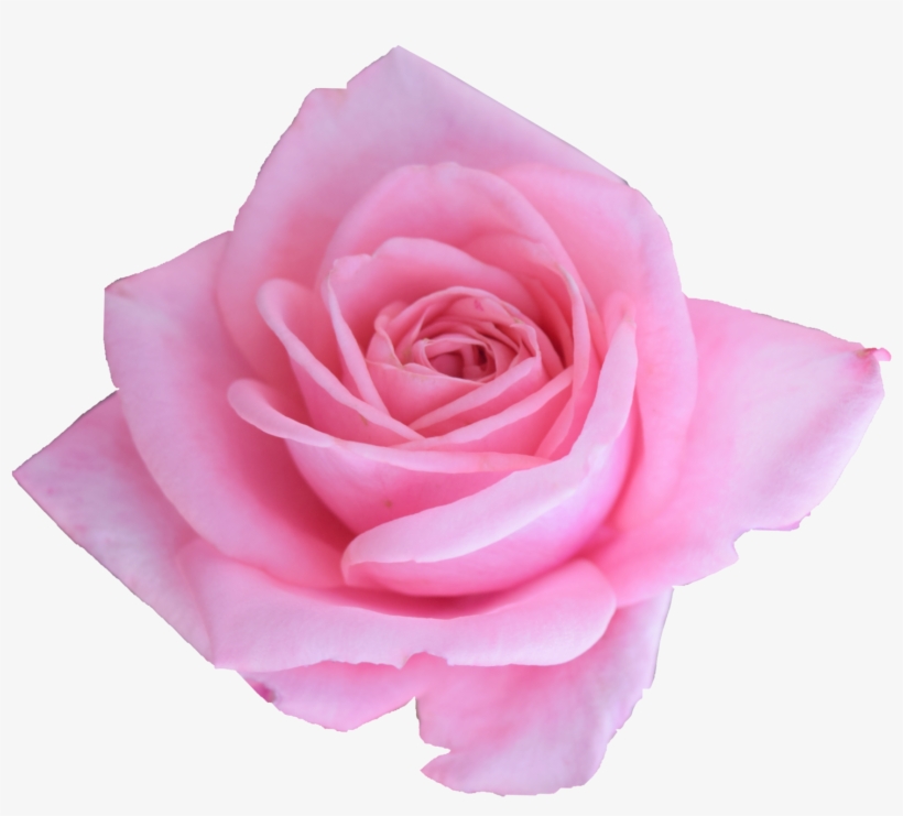 Free Download - Png Roses, transparent png #8705400