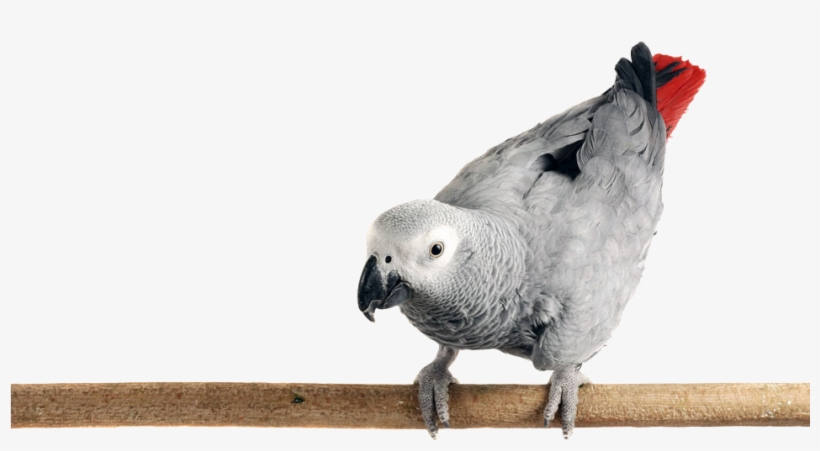 Photo Of An African Grey Parrot Perched On A Limb - African Grey Png Transparent, transparent png #8705563