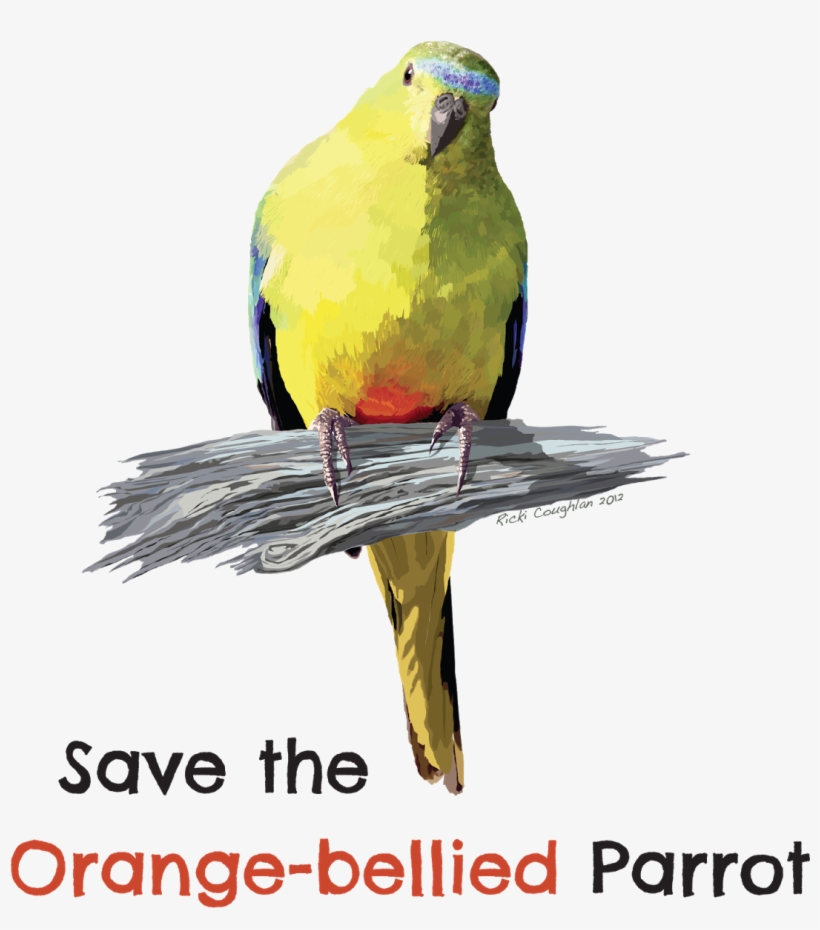 Graphic Black And White Stock Save The Bellied How - Macaw, transparent png #8705684