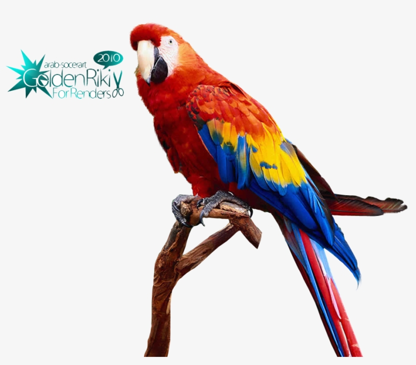 Photo Parrot - Teorex Photoscissors, transparent png #8705723