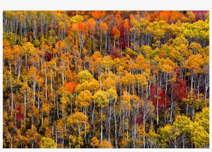 The Lollipop Trees, Park City, Utah - Chrysanths, transparent png #8705787