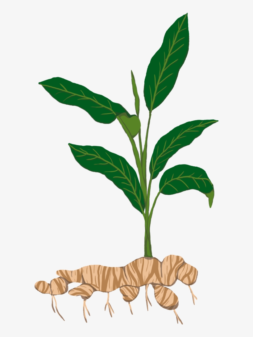 Tuber T - Ginger Plant Png, transparent png #8707260