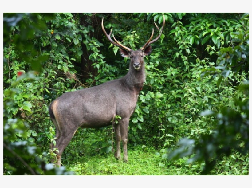 Kerala Wildlife With Houseboats 4n/5d - Elk, transparent png #8707693