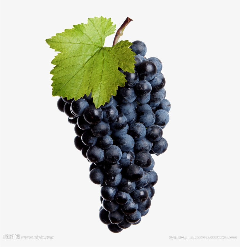 Black Grapes Transparent Image - Пнг Виноградная Лоза, transparent png #8708938