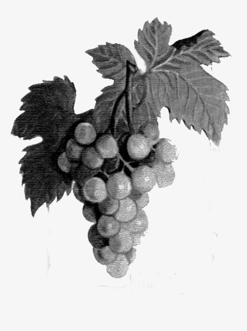 Local Support - Seedless Fruit, transparent png #8709443