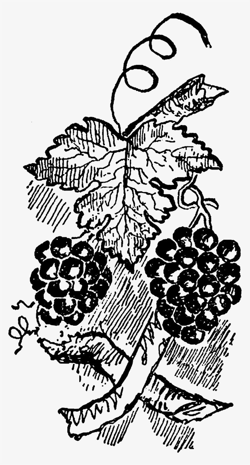 Digital Grapes Download - Illustration, transparent png #8709662