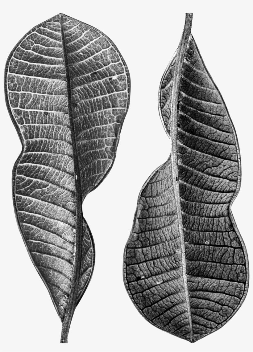 Dry Leaves 3042319 - Earrings, transparent png #8710343