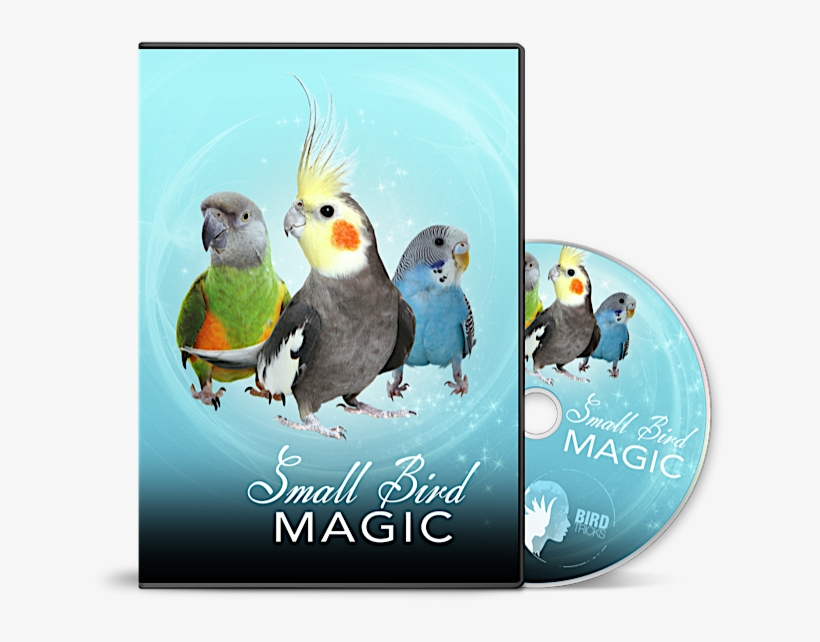 Right Carousel Arrow - Cockatiel, transparent png #8710456