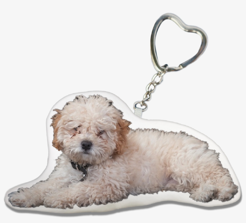 Poodle Key-chain - Glen Of Imaal Terrier, transparent png #8710457