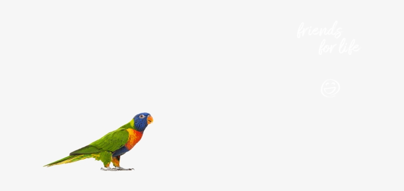 Lorikeet, transparent png #8710532