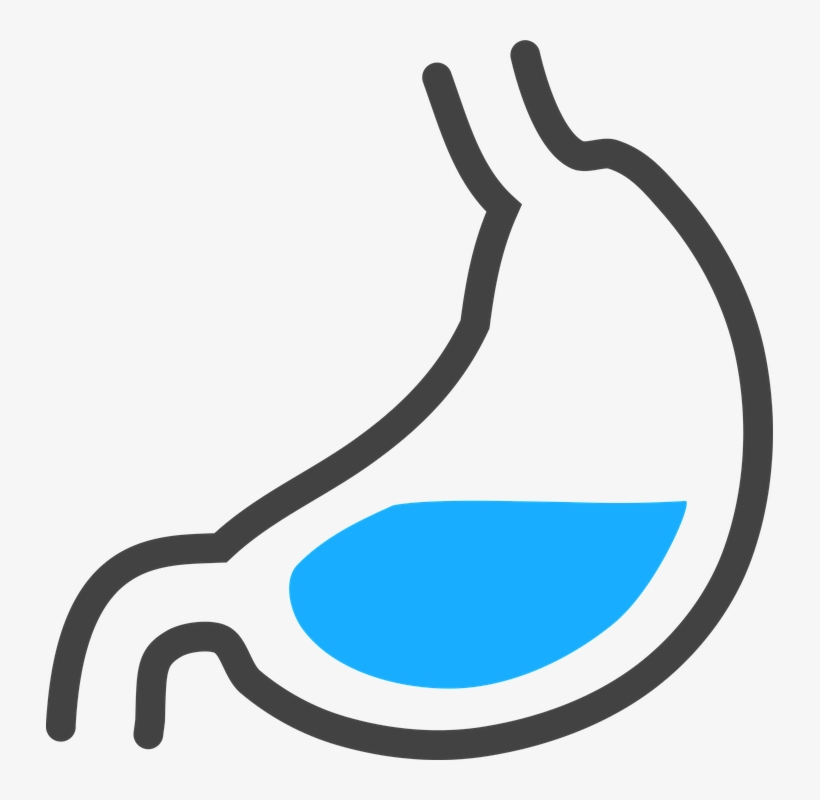 Stomach, Anatomy, Organs, Sim - Transparent Stomach Acid Clipart, transparent png #8710538