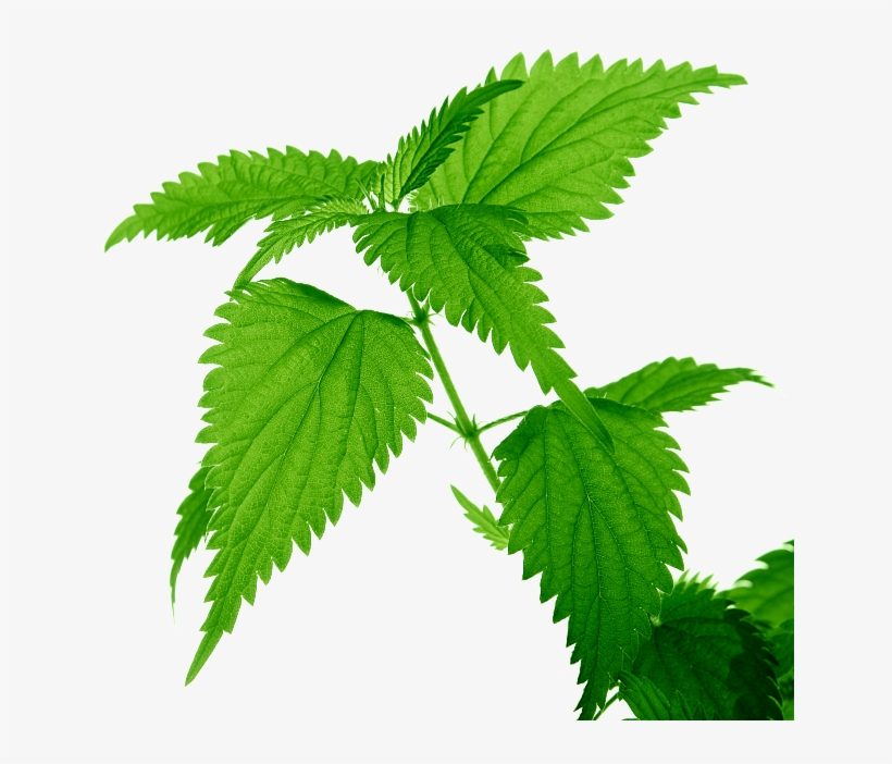 Nettle Leaf - Nettle Png, transparent png #8710703