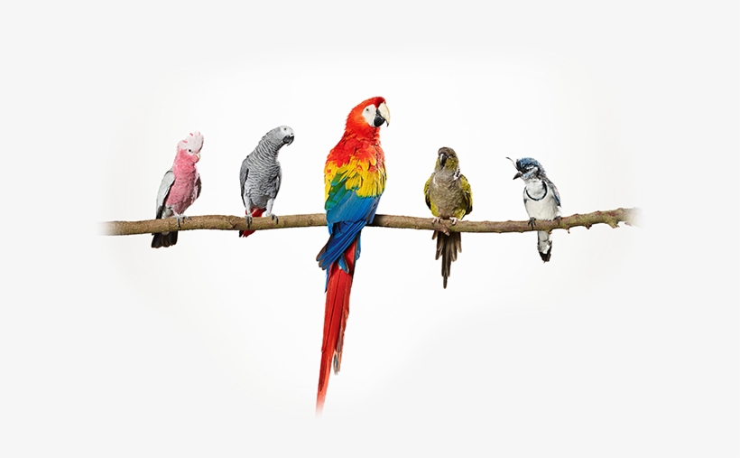 Glasurit Ratio Scan 12/6, transparent png #8710885