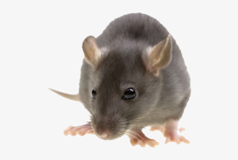Rat Mouse Png Free Download - Pest Control, transparent png #8712064