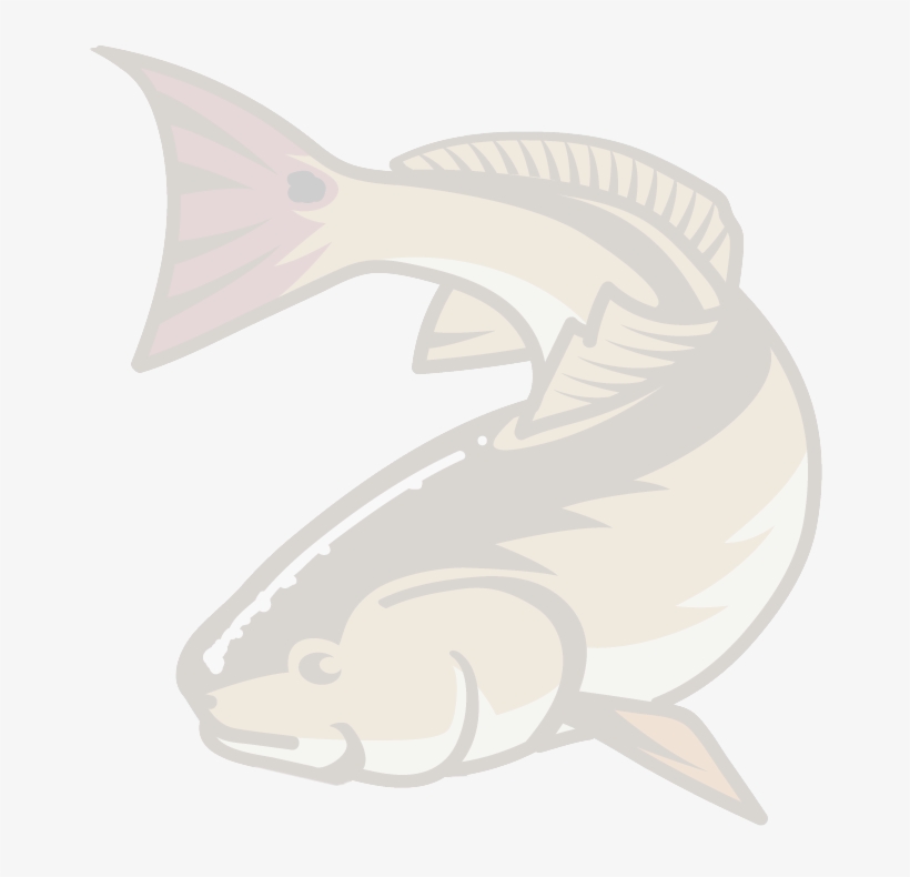 Bg About Row3 Fish - Pacific Sturgeon, transparent png #8712065