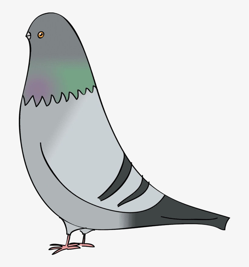 Flip Flop Flyin Big Pigeon - Pigeon Drawing Transparent, transparent png #8712193
