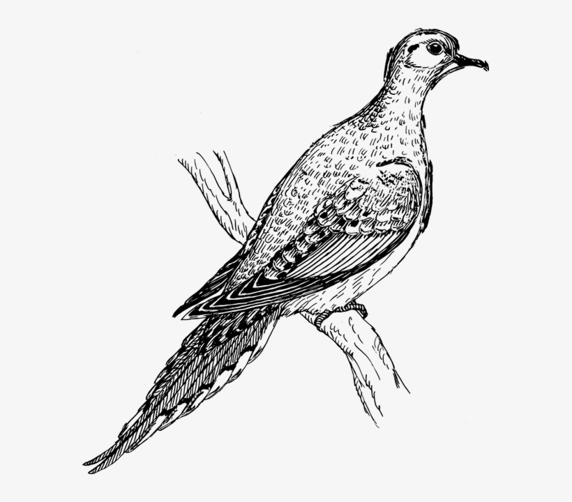 Pegion Animal 1296597 - Mourning Dove Clipart Black And White, transparent png #8712594