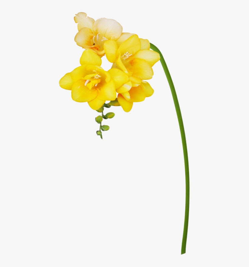 Яндекс - Фотки - Artificial Flower, transparent png #8712623