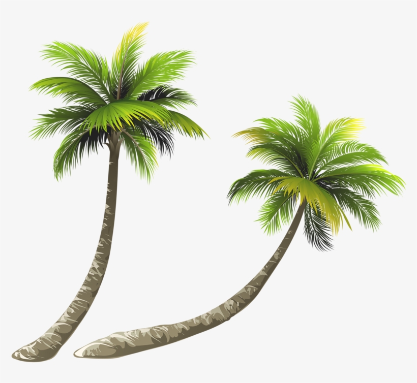 Arecaceae Coconut Royalty-free Illustration - Coconut Tree Png Clipart, transparent png #8713422