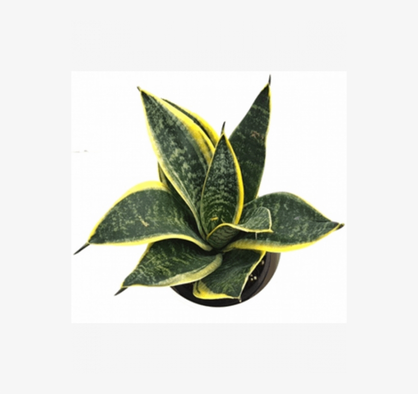 Sansevieria Trifasciata Dwarf Plant - Macro Photography, transparent png #8715818
