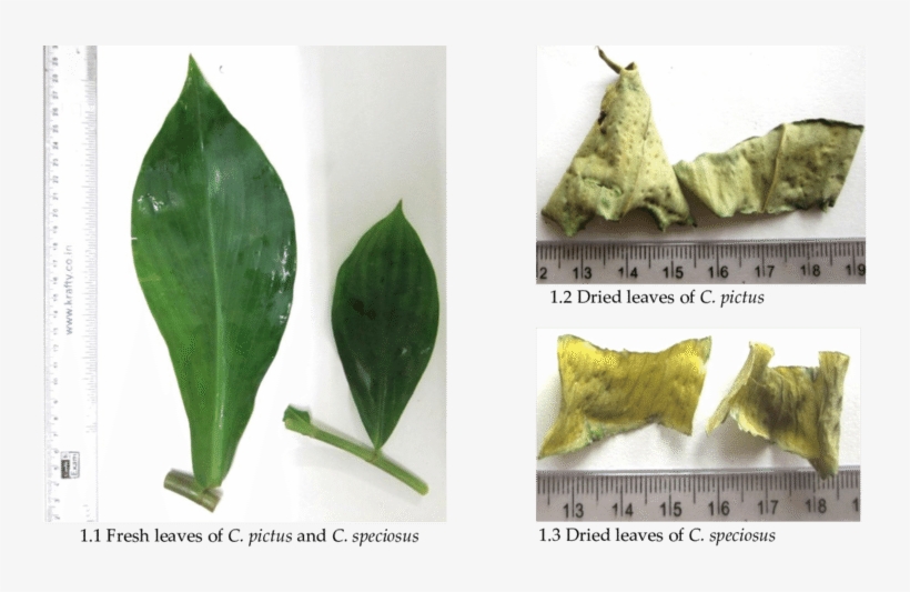Macroscopy Of Costus Speciosus And C - Datura Inoxia, transparent png #8718201