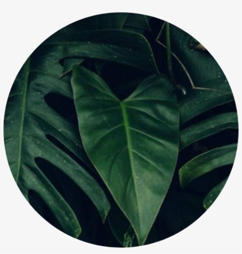 Greenaesthetic Green Greenaesthetics Aesthetic Tumblr - Aesthetic ...