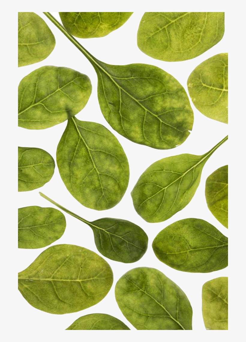 Leaves - Tulip Poplar, transparent png #8718421