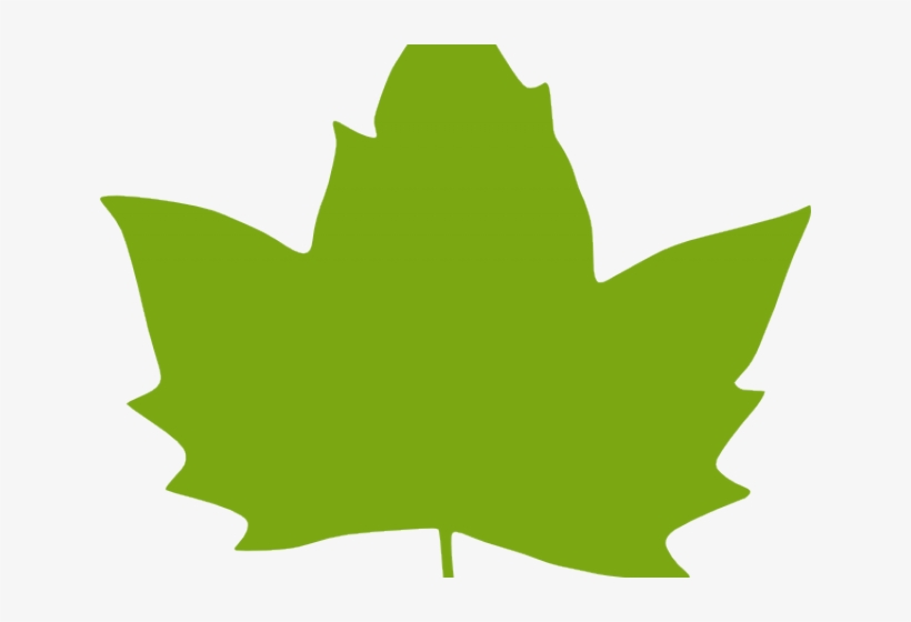 Foliage Clipart Paan - Clipart Green Maple Leaf, transparent png #8718454