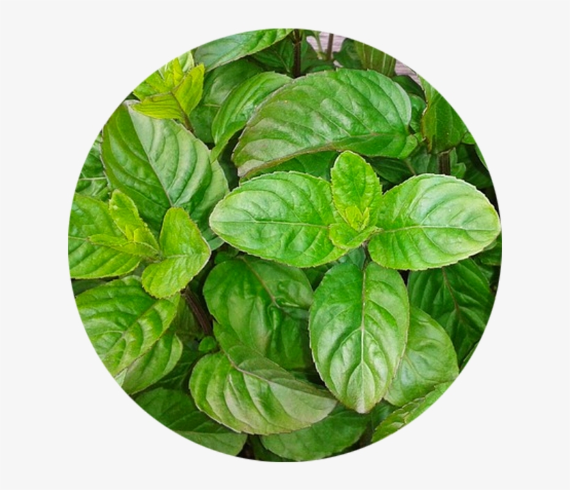 Herb And Flower Pots - Plantas Que Trazem Sorte E Dinheiro, transparent png #8718812