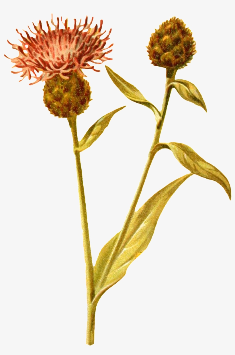 A Forked Open Flower Branch Transparent Decorative, transparent png #8719137