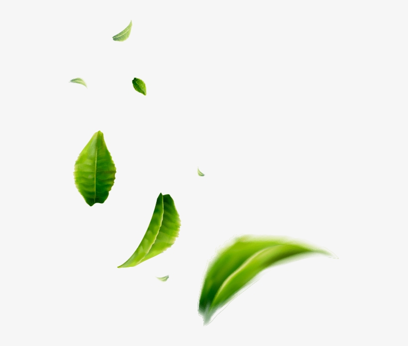 Tea Leaves 03 Tea Leaves - Illustration, transparent png #8719528
